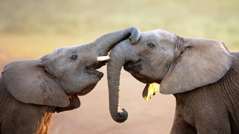 K&eacute;p forr&aacute;sa: www.animalplanet.hu