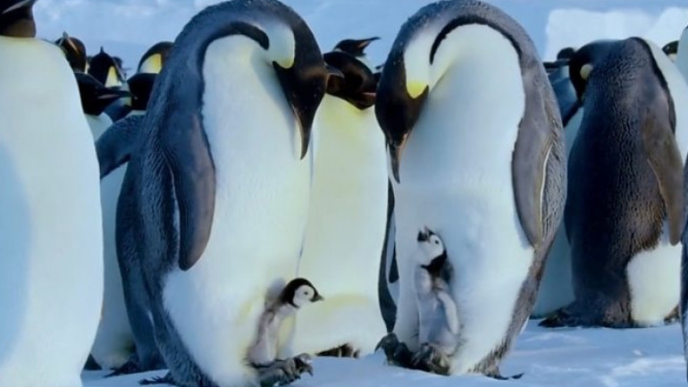 K&eacute;p forr&aacute;sa: BBC nature