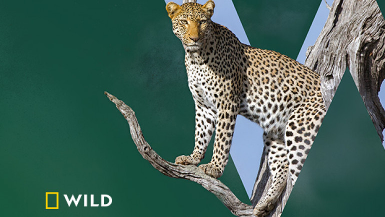 K&eacute;p forr&aacute;sa:  National Geographic Wild