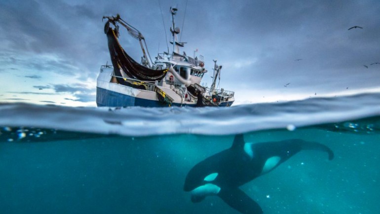  k&eacute;p forr&aacute;sa: http://www.bbcearth.com/